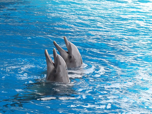 Delfíni v bazénu